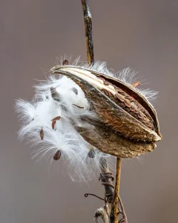 25_milkweed_aa.jpg