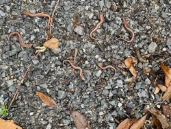 salamanders Photo: Tricia Knoll