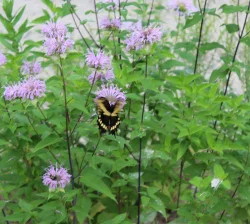 swallowtail Photo: Brenton L. Johnson