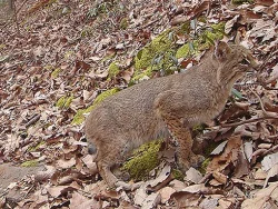 26_bobcat.jpg