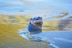 26_otter_at_seyon.jpg thumbnail