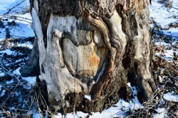 Beaver tree Photo: Liz Thompson