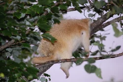 27_albino_sleeping-1.jpg