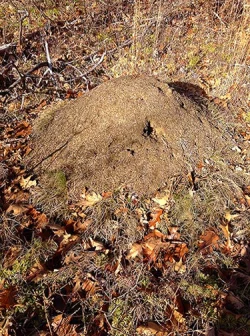 27_ant_hill_web.jpg