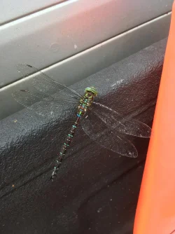 shadow darner Photo: Tim Roper