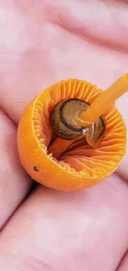 Slug on Mushroom Photo: Susan Lichty