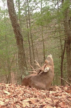 28_pointer_bedded_down.jpg