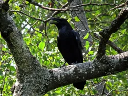 28_raven.jpg