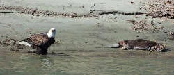 28_white_river_eagle.jpg
