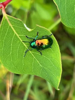 Dogbane leaf beetle Photo: Noreen Cooper