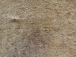 29_emerald_ash_borer_galleries.jpg