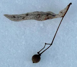 29_februaryseedonsnow.jpg
