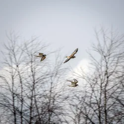 Killdeer Photo: AM Dannis