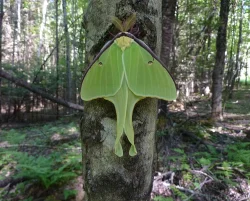 29_lunarmoth.jpg