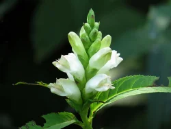 29_turtlehead.jpg