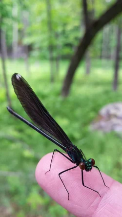 29w_devon_damselfly.jpg