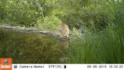 2_Bobcat_6_6_2015_EA1_LR.jpg Photo: Eric Aldrich