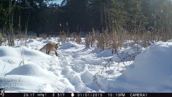 2_Fox_Cam.jpg Photo: Dave Mance III