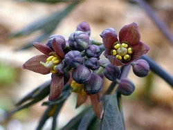 2_bluecohosh.jpg
