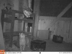 2_bobcat_camera.jpg Photo: Dave Mance III