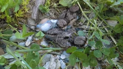 2_killdeer_nest_june.jpg