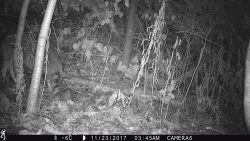2_possum_1977.jpg Photo: Photo Credits: Jade Jarvis and Alyssa Valentyn