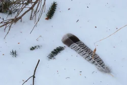 2_ruffed_grouse_feather.jpg
