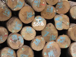 2_white_ash_logs_pa.jpg