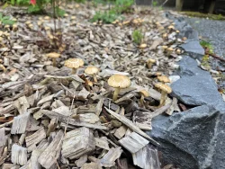 Tiny mushrooms Photo: Emily S. Rowe