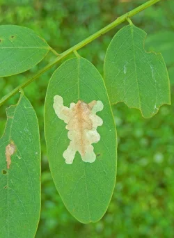 30---dscn6446leafminer.jpg