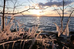 Icy branches Photo: Leif Tillotson