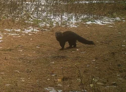 30_fisher_on_hunt.jpg