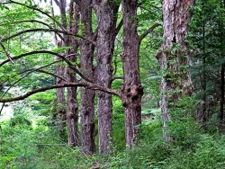 30_sugar_maples.jpg
