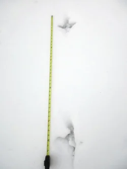31_big_bird.jpg
