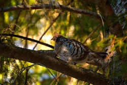 31_grouse_highpeaks_web.jpg