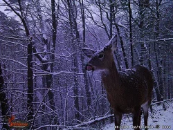 32---wgi_0004_winter.jpg