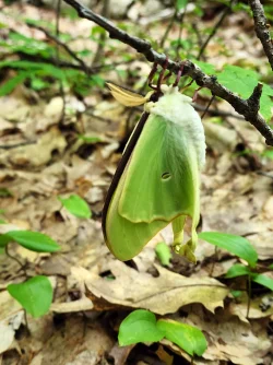 Luna moth Photo: Peg Ackerson
