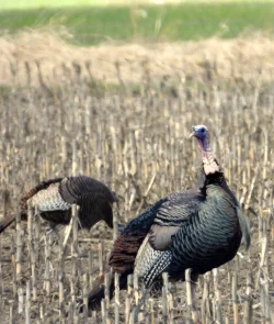 Tom turkey Photo: Paul F. Noel