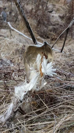 32_devon_milkweed_web.jpg