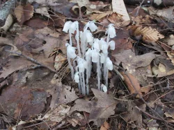 32_indianpipe.jpg