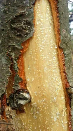 32_lisamaysaptrunk.jpg