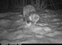 River Otter Photo: Tami Gingrich