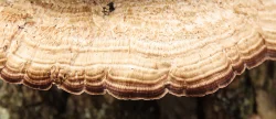 Unidentified Fungus Photo: Charlie Schwarz
