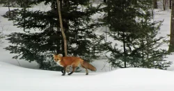 33_fox_baum.jpg