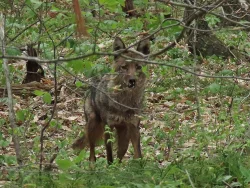 Coyote Photo: Charlie Schwarz