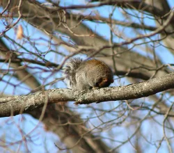 33_squirreltree_web.jpg