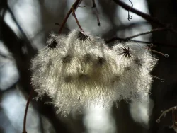 33_wild_clematis.jpg