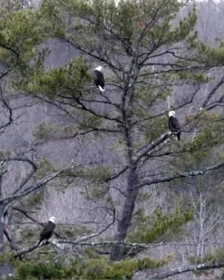 Eagles Photo: Tom Anderson
