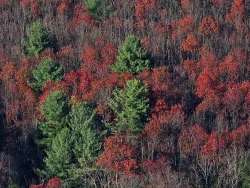 Pine Oak Photo: Charlie Schwarz