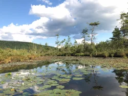 labrador pond Photo: Margie Manthey